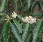 Эвкалипт Грандис (Eucalyptus grandis), быстрорастущий, вечнозелёный, декоративный 3969 - фото 13359