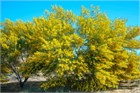 Акация ушковидная (Acacia auriculiformis), вечнозелёное, быстрорастущее, декоративное, светолюбивое, медонос, используется в озеленении, подходит для зимних садов 3971 - фото 13371