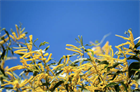 Акация ушковидная (Acacia auriculiformis), вечнозелёное, быстрорастущее, декоративное, светолюбивое, медонос, используется в озеленении, подходит для зимних садов 3971 - фото 13373