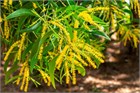 Акация ушковидная (Acacia auriculiformis), вечнозелёное, быстрорастущее, декоративное, светолюбивое, медонос, используется в озеленении, подходит для зимних садов 3971 - фото 13375