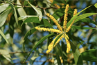 Акация ушковидная (Acacia auriculiformis), вечнозелёное, быстрорастущее, декоративное, светолюбивое, медонос, используется в озеленении, подходит для зимних садов 3971 - фото 13377