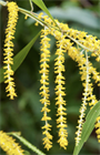 Акация ушковидная (Acacia auriculiformis), вечнозелёное, быстрорастущее, декоративное, светолюбивое, медонос, используется в озеленении, подходит для зимних садов 3971 - фото 13378