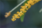 Акация ушковидная (Acacia auriculiformis), вечнозелёное, быстрорастущее, декоративное, светолюбивое, медонос, используется в озеленении, подходит для зимних садов 3971 - фото 13379