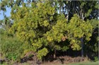 Акация ушковидная (Acacia auriculiformis), вечнозелёное, быстрорастущее, декоративное, светолюбивое, медонос, используется в озеленении, подходит для зимних садов 3971 - фото 13381