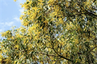 Акация ушковидная (Acacia auriculiformis), вечнозелёное, быстрорастущее, декоративное, светолюбивое, медонос, используется в озеленении, подходит для зимних садов 3971 - фото 13382