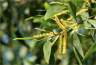 Акация ушковидная (Acacia auriculiformis), вечнозелёное, быстрорастущее, декоративное, светолюбивое, медонос, используется в озеленении, подходит для зимних садов 3971 - фото 13383