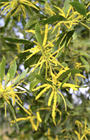 Акация ушковидная (Acacia auriculiformis), вечнозелёное, быстрорастущее, декоративное, светолюбивое, медонос, используется в озеленении, подходит для зимних садов 3971 - фото 13387
