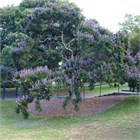 Каранджа Миллетия (Millettia pinnata), крупномер, декоративная, бобовая, ароматные цветы, медонос, масличное растение, почвозащитное, устойчива к засухе, светолюбивая 3972 - фото 13390