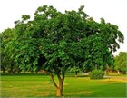 Каранджа Миллетия (Millettia pinnata), крупномер, декоративная, бобовая, ароматные цветы, медонос, масличное растение, почвозащитное, устойчива к засухе, светолюбивая 3972 - фото 13391