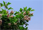 Каранджа Миллетия (Millettia pinnata), крупномер, декоративная, бобовая, ароматные цветы, медонос, масличное растение, почвозащитное, устойчива к засухе, светолюбивая 3972 - фото 13392