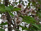 Каранджа Миллетия (Millettia pinnata), крупномер, декоративная, бобовая, ароматные цветы, медонос, масличное растение, почвозащитное, устойчива к засухе, светолюбивая 3972 - фото 13393