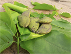 Каранджа Миллетия (Millettia pinnata), крупномер, декоративная, бобовая, ароматные цветы, медонос, масличное растение, почвозащитное, устойчива к засухе, светолюбивая 3972 - фото 13394