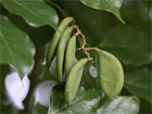 Каранджа Миллетия (Millettia pinnata), крупномер, декоративная, бобовая, ароматные цветы, медонос, масличное растение, почвозащитное, устойчива к засухе, светолюбивая 3972 - фото 13395