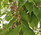 Каранджа Миллетия (Millettia pinnata), крупномер, декоративная, бобовая, ароматные цветы, медонос, масличное растение, почвозащитное, устойчива к засухе, светолюбивая 3972 - фото 13396