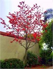 Красное хлопковое дерево (Bombax ceiba, Bombax malabaricum), декоративное, экзотическое, неприхотливое, быстрорастущее 3973 - фото 13397