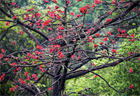 Красное хлопковое дерево (Bombax ceiba, Bombax malabaricum), декоративное, экзотическое, неприхотливое, быстрорастущее 3973 - фото 13398