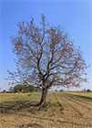 Красное хлопковое дерево (Bombax ceiba, Bombax malabaricum), декоративное, экзотическое, неприхотливое, быстрорастущее 3973 - фото 13399