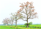 Красное хлопковое дерево (Bombax ceiba, Bombax malabaricum), декоративное, экзотическое, неприхотливое, быстрорастущее 3973 - фото 13400