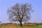 Красное хлопковое дерево (Bombax ceiba, Bombax malabaricum), декоративное, экзотическое, неприхотливое, быстрорастущее 3973 - фото 13401
