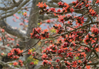 Красное хлопковое дерево (Bombax ceiba, Bombax malabaricum), декоративное, экзотическое, неприхотливое, быстрорастущее 3973 - фото 13402