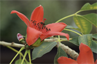 Красное хлопковое дерево (Bombax ceiba, Bombax malabaricum), декоративное, экзотическое, неприхотливое, быстрорастущее 3973 - фото 13403