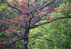 Красное хлопковое дерево (Bombax ceiba, Bombax malabaricum), декоративное, экзотическое, неприхотливое, быстрорастущее 3973 - фото 13404
