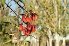 Красное хлопковое дерево (Bombax ceiba, Bombax malabaricum), декоративное, экзотическое, неприхотливое, быстрорастущее 3973 - фото 13405