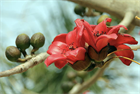 Красное хлопковое дерево (Bombax ceiba, Bombax malabaricum), декоративное, экзотическое, неприхотливое, быстрорастущее 3973 - фото 13406
