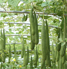 Люффа Дельта (Luffa Delta), теплолюбивая, овощная, огородная, декоративная, плодоовощная, универсального применения, диетическая, декоративное, природная мочалка 3975 - фото 13412