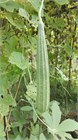 Люффа Дельта (Luffa Delta), теплолюбивая, овощная, огородная, декоративная, плодоовощная, универсального применения, диетическая, декоративное, природная мочалка 3975 - фото 13413