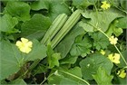 Люффа Дельта (Luffa Delta), теплолюбивая, овощная, огородная, декоративная, плодоовощная, универсального применения, диетическая, декоративное, природная мочалка 3975 - фото 13414