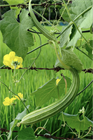 Люффа Дельта (Luffa Delta), теплолюбивая, овощная, огородная, декоративная, плодоовощная, универсального применения, диетическая, декоративное, природная мочалка 3975 - фото 13416