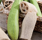 Люффа Дельта (Luffa Delta), теплолюбивая, овощная, огородная, декоративная, плодоовощная, универсального применения, диетическая, декоративное, природная мочалка 3975 - фото 13417