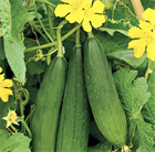 Люффа Стелла ф1 (Luffa stellata F1), плодовое, огородное, неприхотливое, быстрорастущее, легко выращиваемое, декоративное, природная мочалка 3976 - фото 13418