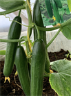 Люффа Стелла ф1 (Luffa stellata F1), плодовое, огородное, неприхотливое, быстрорастущее, легко выращиваемое, декоративное, природная мочалка 3976 - фото 13419