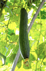 Люффа Стелла ф1 (Luffa stellata F1), плодовое, огородное, неприхотливое, быстрорастущее, легко выращиваемое, декоративное, природная мочалка 3976 - фото 13420