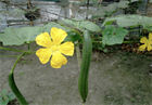 Люффа Стелла ф1 (Luffa stellata F1), плодовое, огородное, неприхотливое, быстрорастущее, легко выращиваемое, декоративное, природная мочалка 3976 - фото 13421