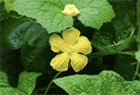 Люффа Стелла ф1 (Luffa stellata F1), плодовое, огородное, неприхотливое, быстрорастущее, легко выращиваемое, декоративное, природная мочалка 3976 - фото 13422