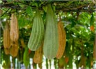 Люффа Дамини 2 (Luffa Damini-2) теплолюбивая, пищевое и хозяйственное применение, неприхотливая, быстрорастущая, для теплиц и открытого грунта, природная мочалка 3978 - фото 13430