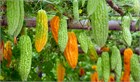 Момордика зелёная, декоративная, съедобная, плодовая, ароматная, теплолюбивая, вьющаяся, богатая витаминами, лиана, экзотическая культура, лечебная 3979 - фото 13438