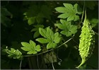 Момордика зелёная, декоративная, съедобная, плодовая, ароматная, теплолюбивая, вьющаяся, богатая витаминами, лиана, экзотическая культура, лечебная 3979 - фото 13439