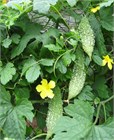 Момордика зелёная, декоративная, съедобная, плодовая, ароматная, теплолюбивая, вьющаяся, богатая витаминами, лиана, экзотическая культура, лечебная 3979 - фото 13441