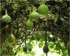 Лагенария Мумтай, лиана, индийская тыква, декоративная, съедобные плоды, теплолюбивая, вертикальное озеленение, густые заросли, для создания изделий 3982 - фото 13462