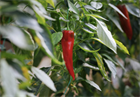 Перец Пуля f1 (Capsicum annuum L.), жаростойкий, жгучий, универсальное применение, декоративный 3984 - фото 13474