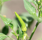 Перец Пуля f1 (Capsicum annuum L.), жаростойкий, жгучий, универсальное применение, декоративный 3984 - фото 13475