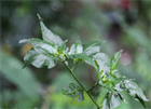 Перец Пуля f1 (Capsicum annuum L.), жаростойкий, жгучий, универсальное применение, декоративный 3984 - фото 13476