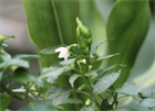 Перец Пуля f1 (Capsicum annuum L.), жаростойкий, жгучий, универсальное применение, декоративный 3984 - фото 13477