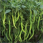 Перец Джвала (Pepper Chilli Jwala), острый, урожайный, пряный, ароматный, универсальный 3990 - фото 13509