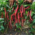 Перец Джвала (Pepper Chilli Jwala), острый, урожайный, пряный, ароматный, универсальный 3990 - фото 13510