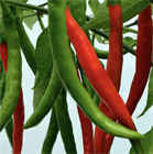 Перец Джвала (Pepper Chilli Jwala), острый, урожайный, пряный, ароматный, универсальный 3990 - фото 13511